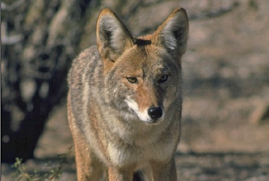 Coyote Sightings Prompt Safety and Prevention Reminders